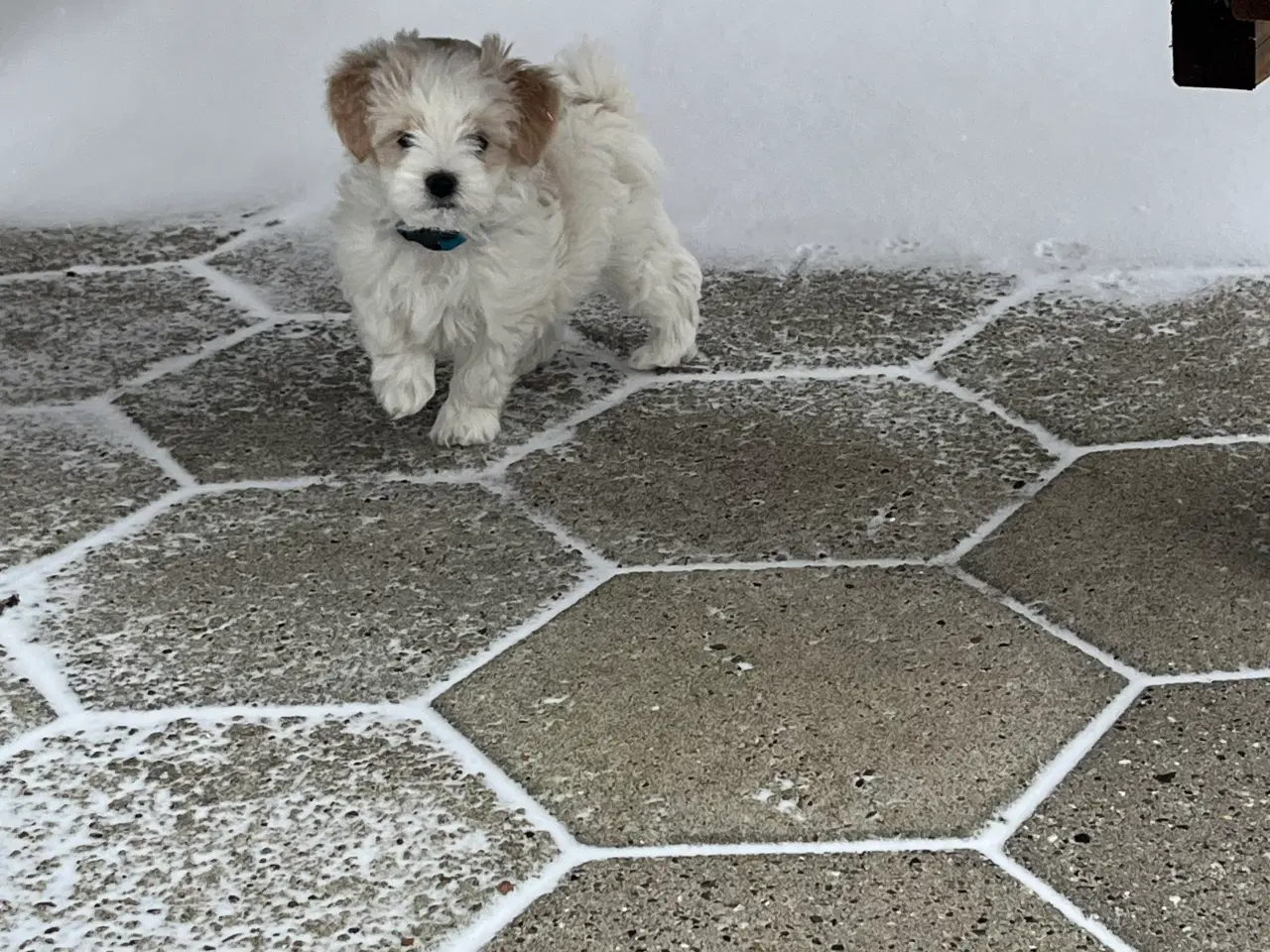 Billede 7 - Lækre hvalpe drenge