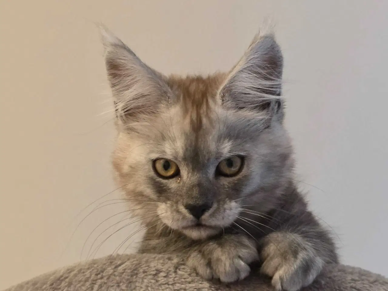 Billede 2 - Mainecoon dreng 