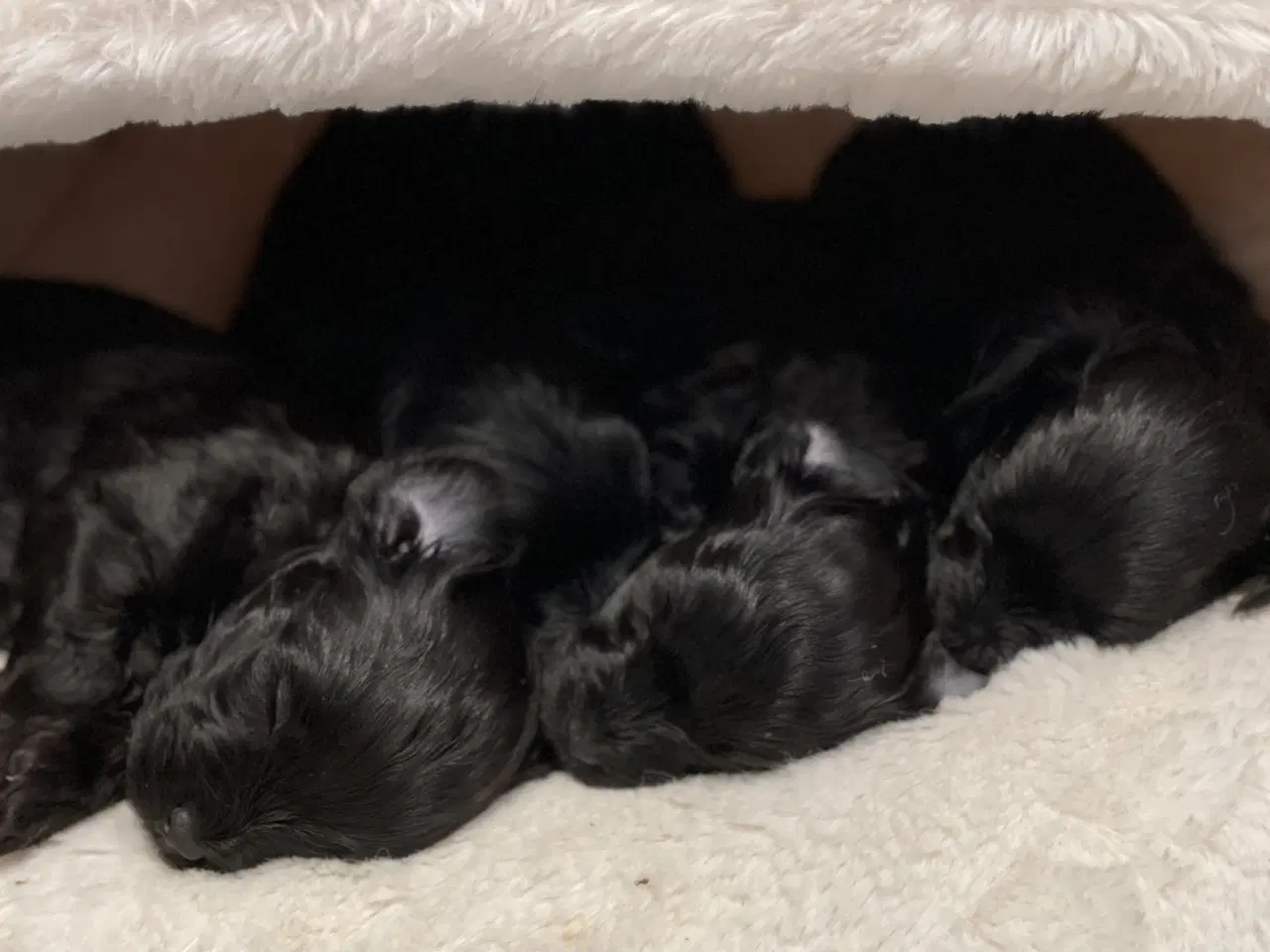 Billede 1 - Yorkipoo hvalpe-klar til nyt hjem uge 7