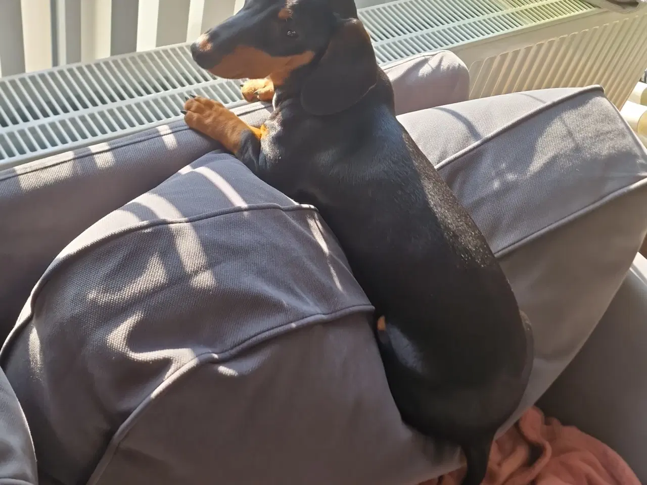 Billede 2 - Korthåret gravhund på 1,5år