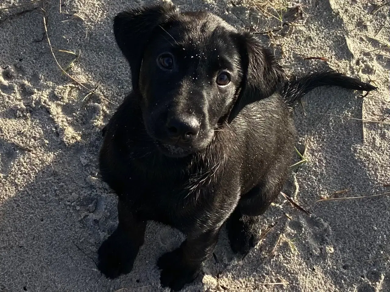 Billede 3 - Skøn labradortæve med stamtavle