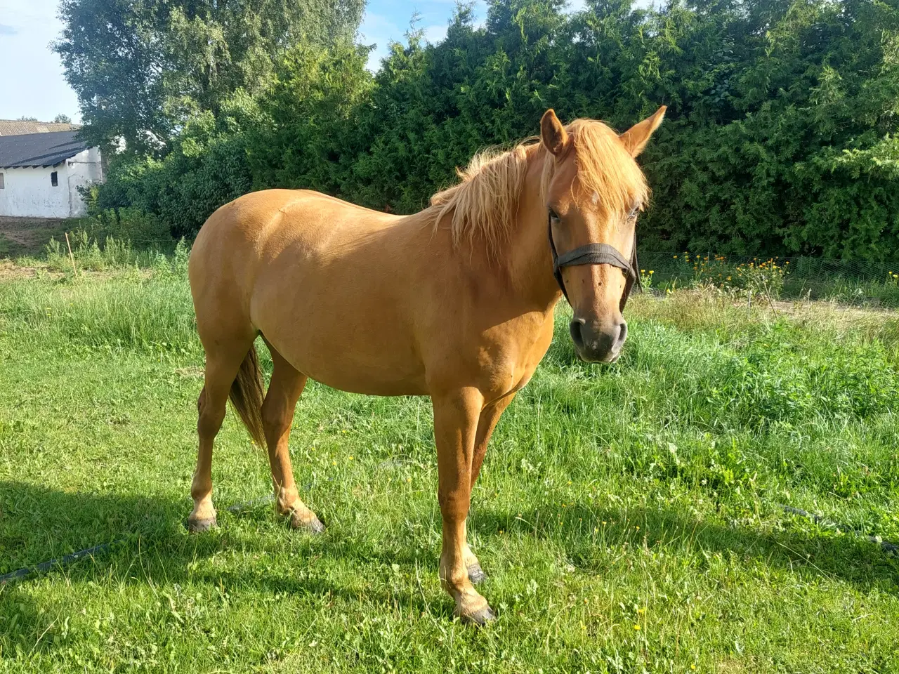 Billede 2 - Hest, hoppe sælges 