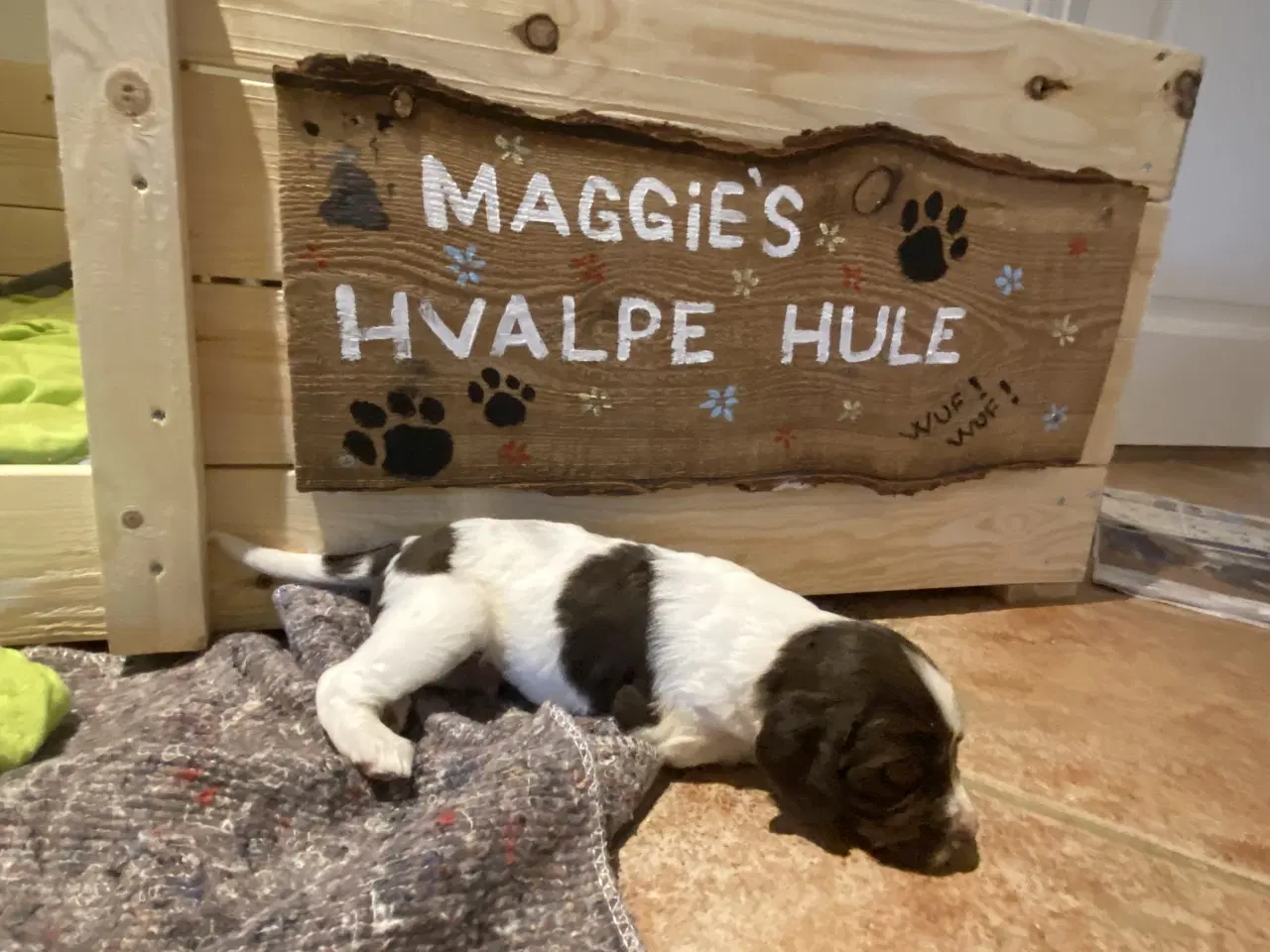 Billede 6 - Kleiner Munsterlænder - 2 hanhunde tilbage