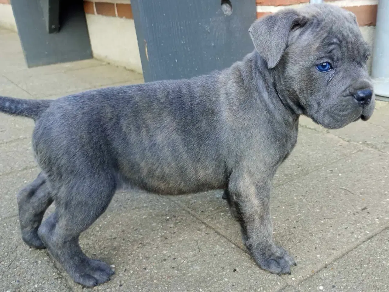 Billede 4 - Cane Corso Italiano hvalp 