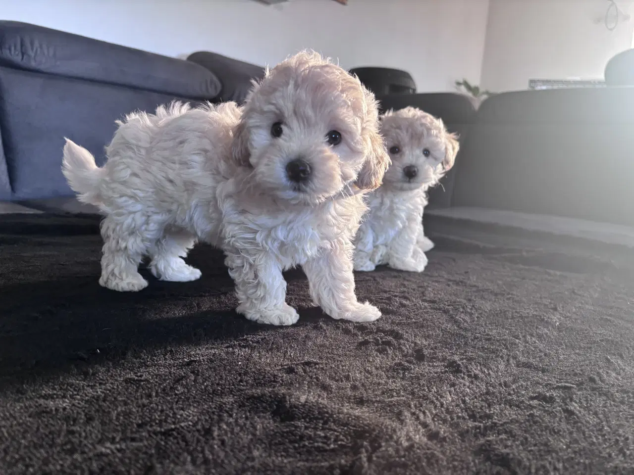 Billede 3 - Maltipoo Puddel Maltese
