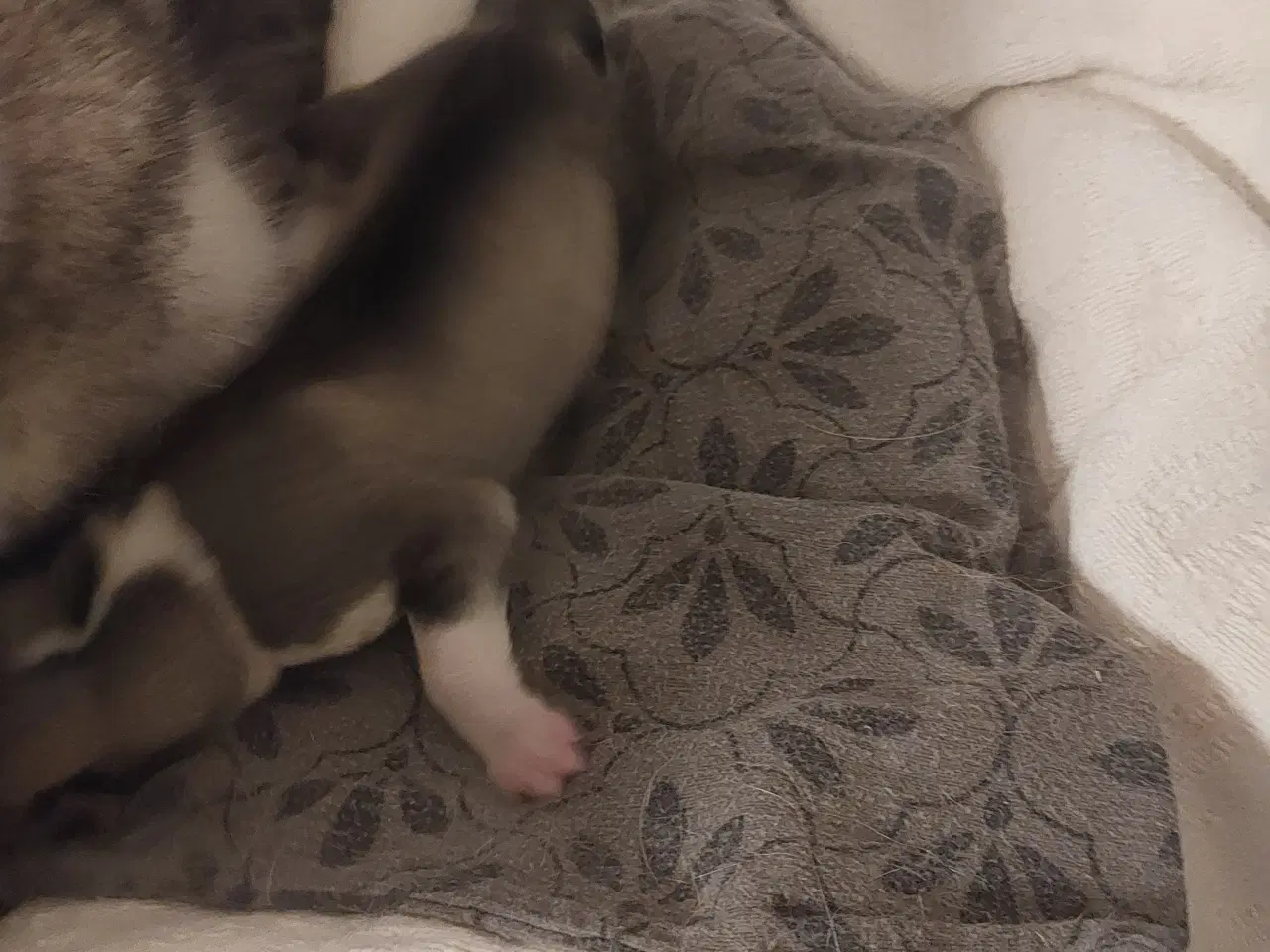 Billede 8 - Ægte Siberian Husky.