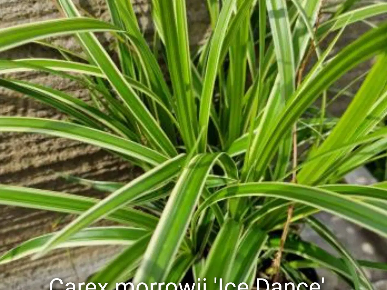 Billede 2 - Prydgræsser planter elefantgræs Little zebra, 