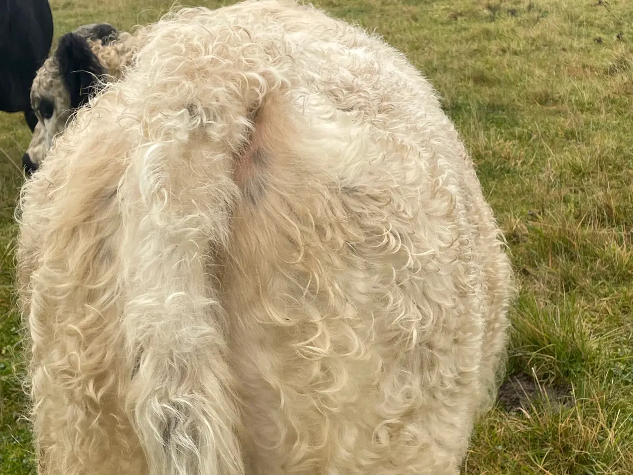 Billede 4 - 1 Angus/galloway tyre