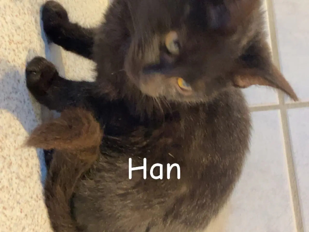 Billede 3 - Tre dejlige killinger på fem måneder