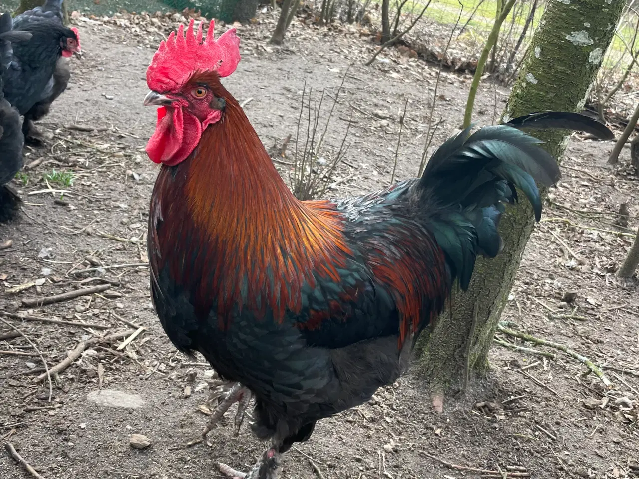 Billede 7 - Sort kobber Maran rugeæg 