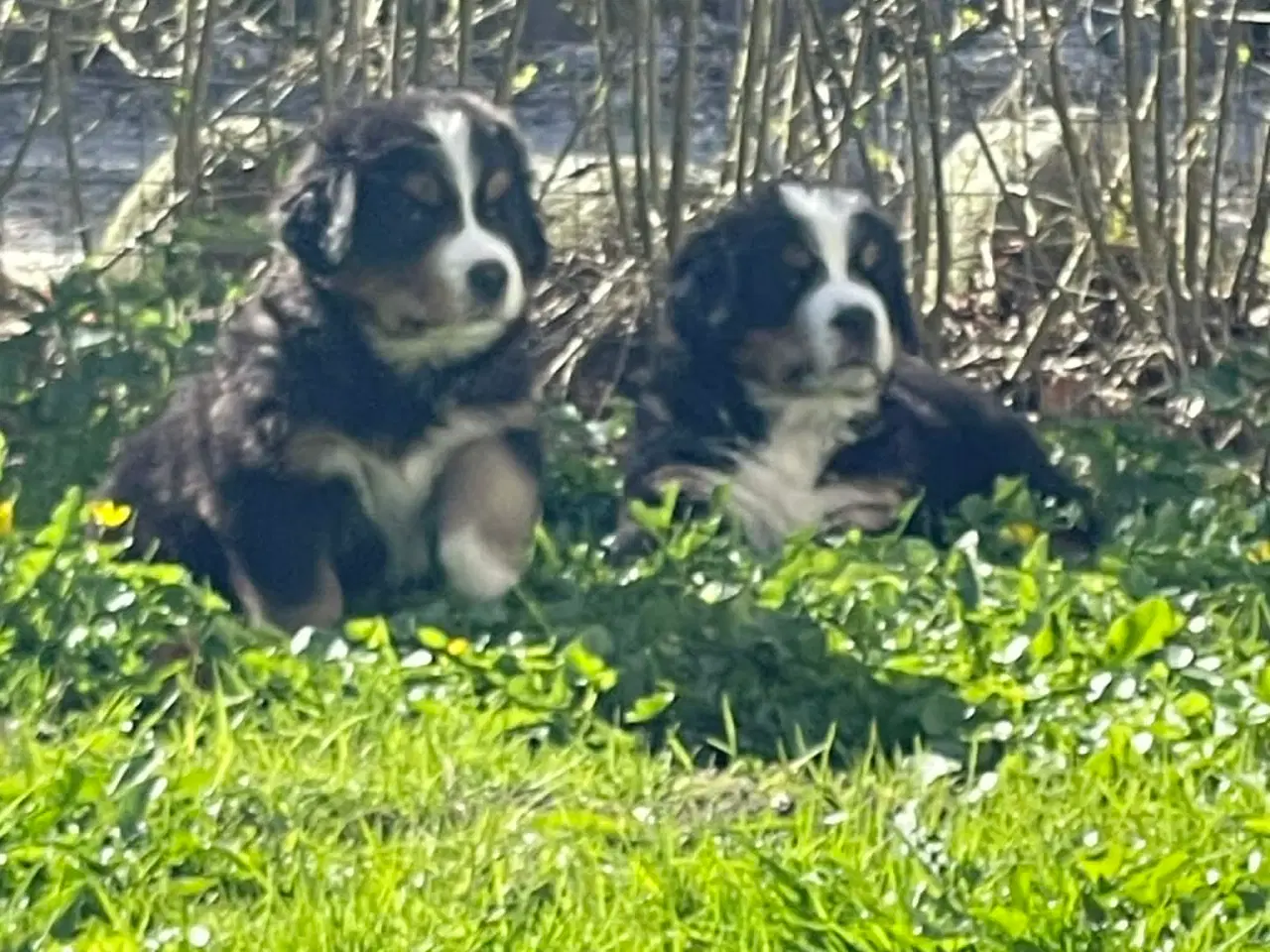 Billede 1 - Berner Senne hvalpe 