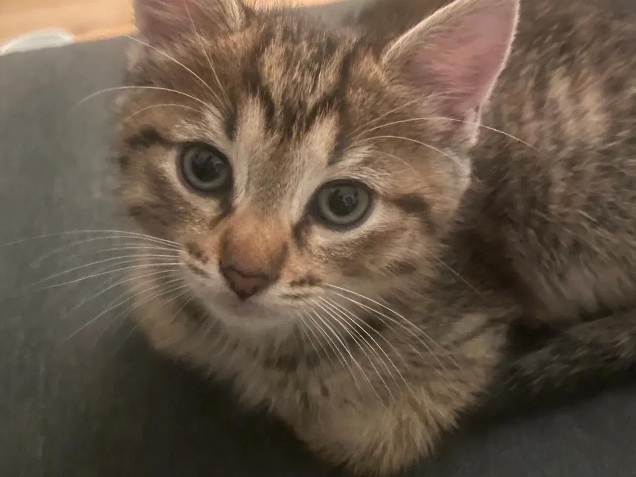 Billede 4 - Killinger halv ragdoll