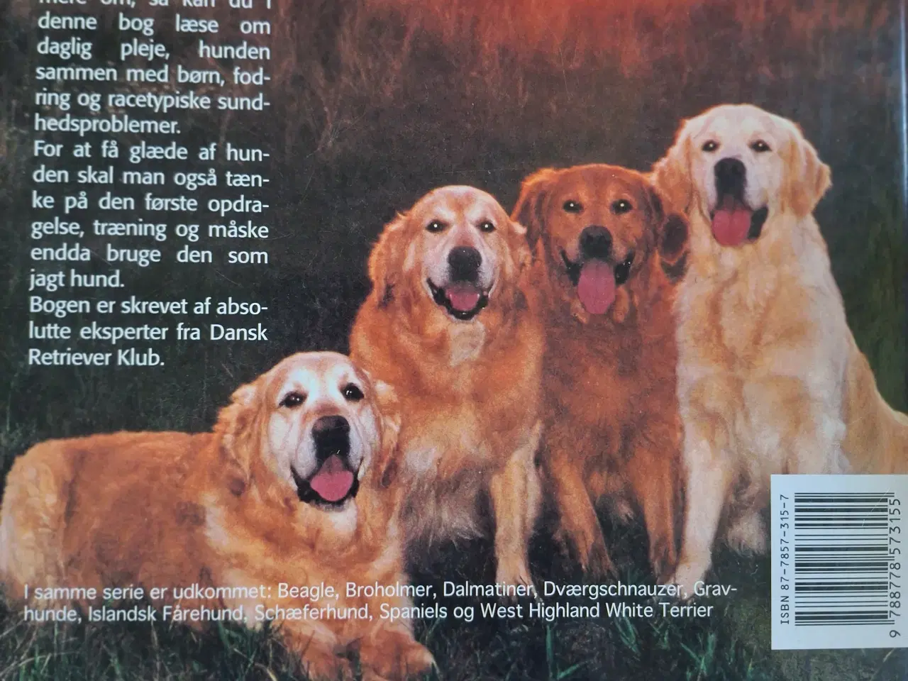 Billede 2 - Golden Retriever -Dansk Kennel Klub