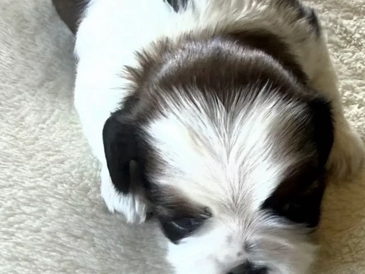 Billede 5 - Shih tzu hvalpe 