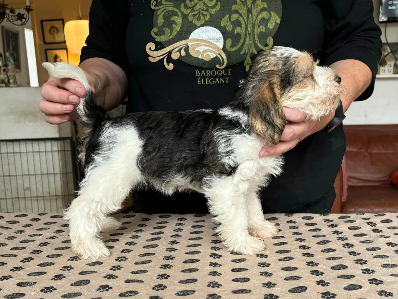 Billede 4 - Petit Basset Griffon Vendeen hvalpe