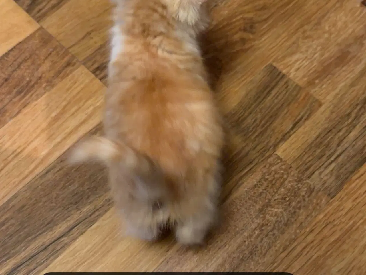 Billede 2 - Søde kælen katte killinger