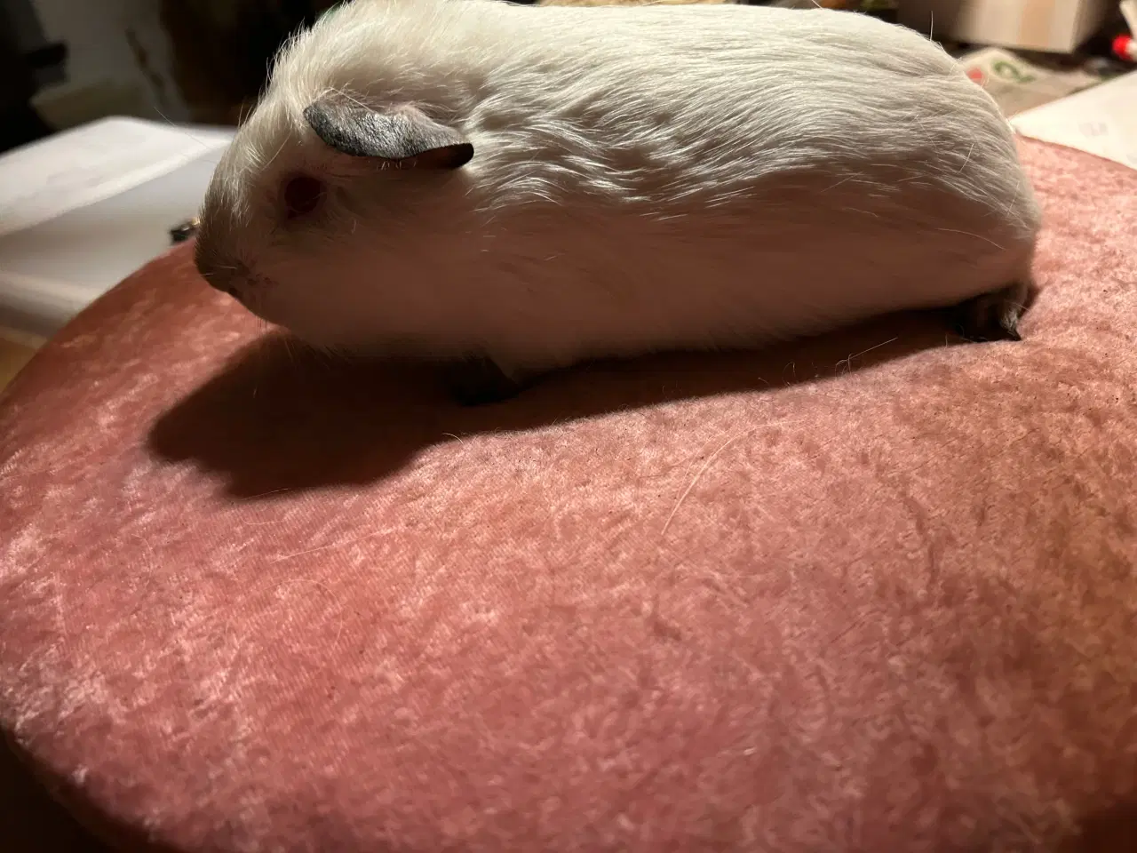 Billede 4 - Han marsvin med stamtavle