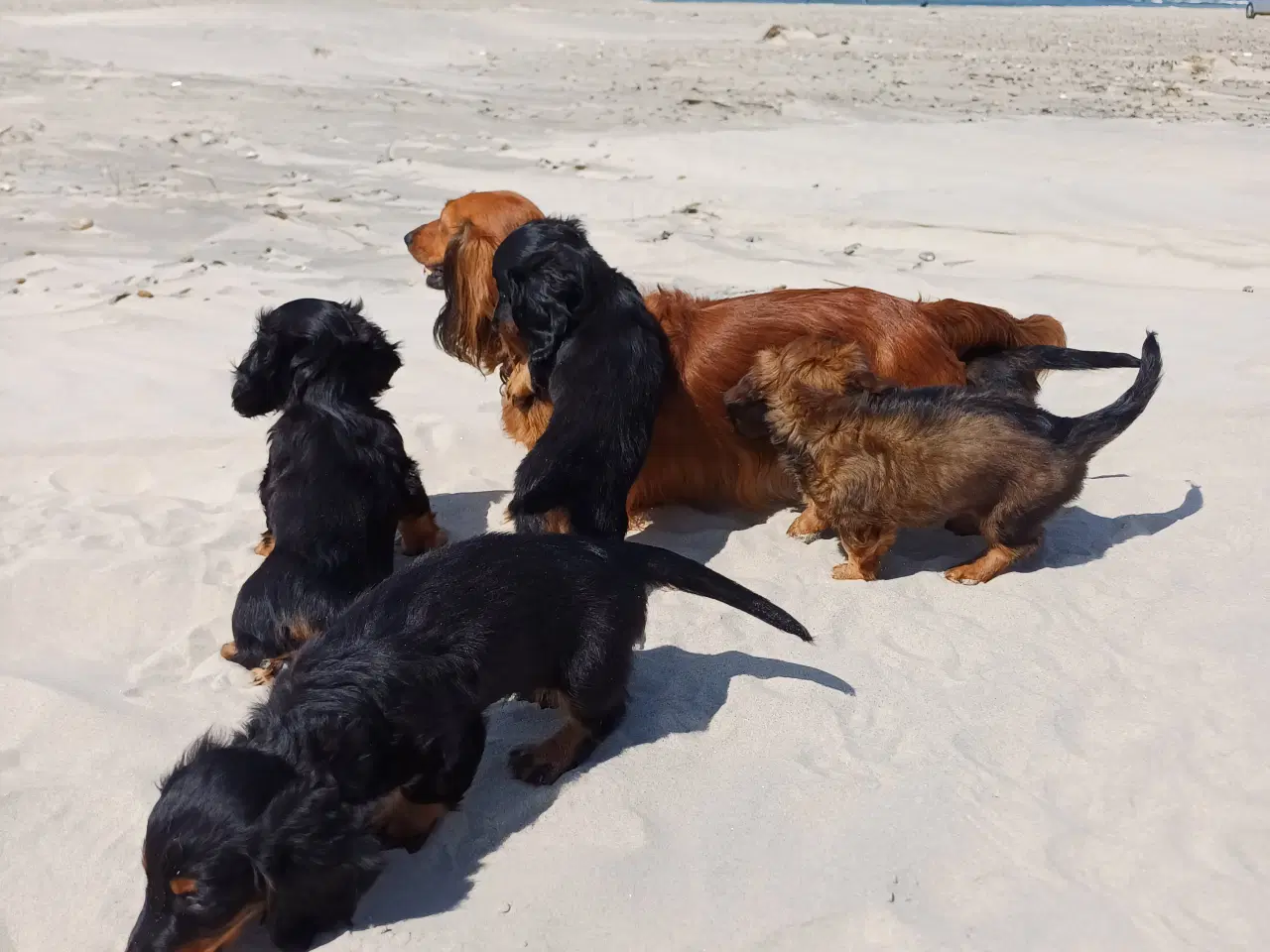 Billede 7 - Langhåret dværg gravhunde med stamtavle.