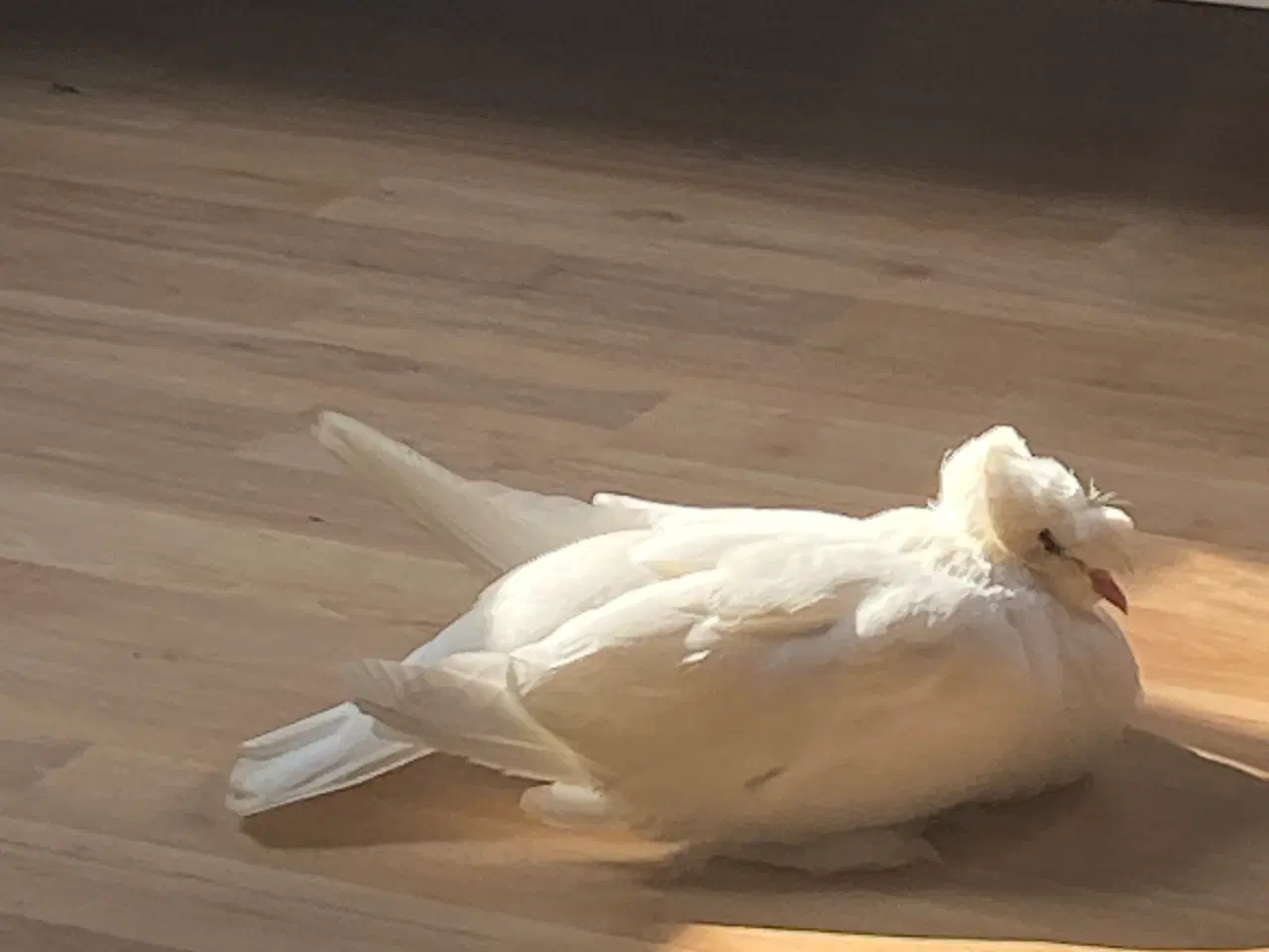 Billede 3 - Håndopmadet hvide duer 