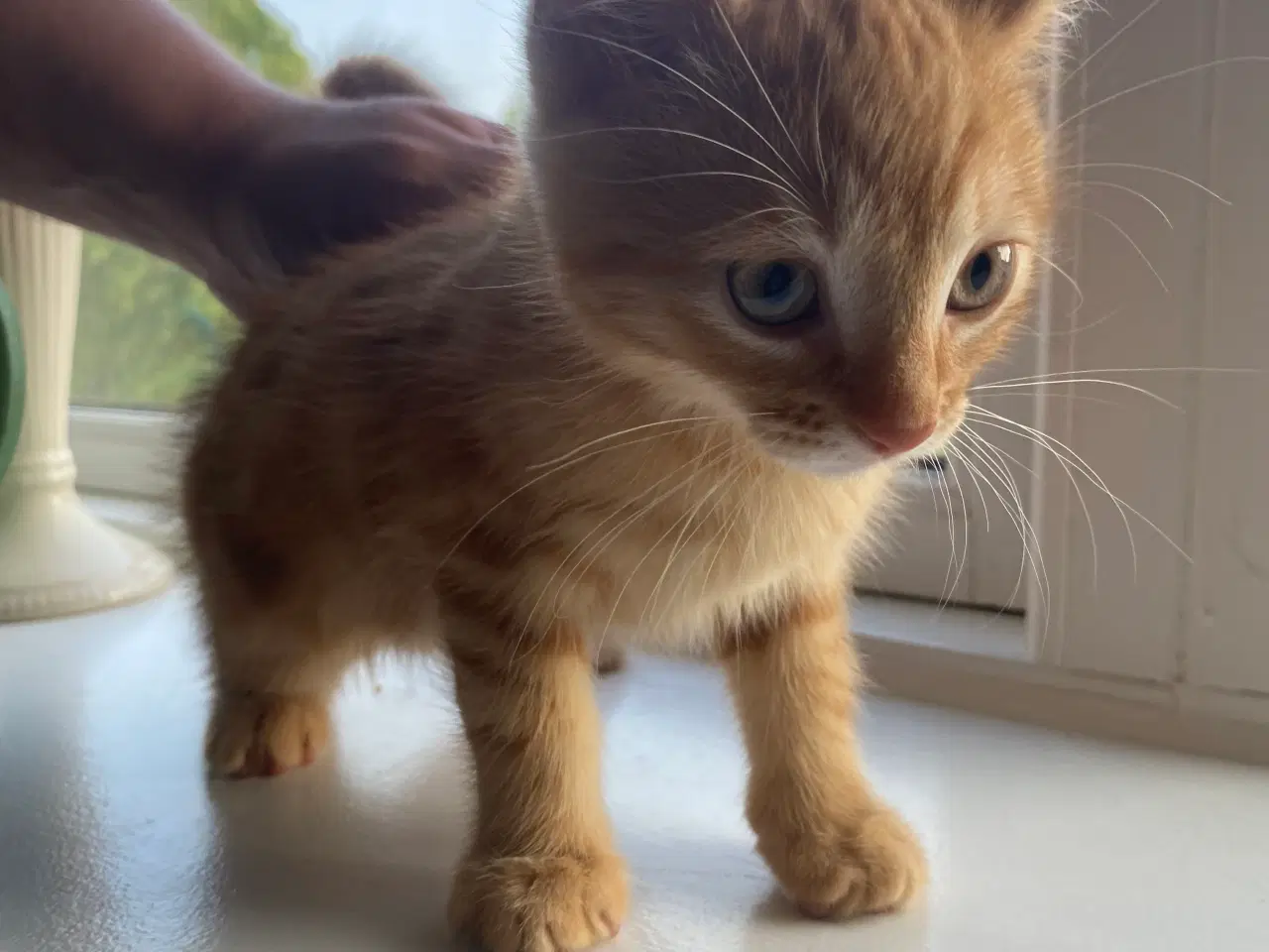 Billede 1 - Killinger🐈‍⬛