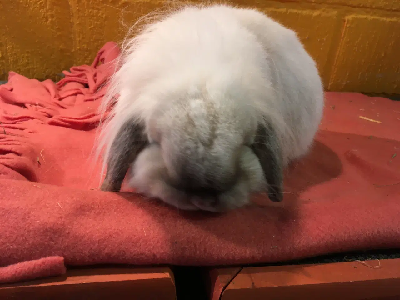 Billede 4 - Smuk Løvehoved dreng med afkomstattest