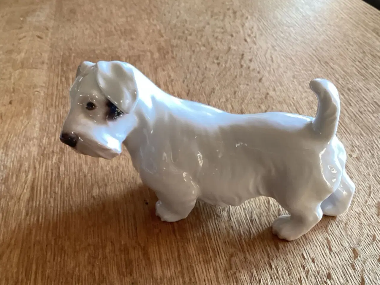 Billede 1 - Bg Skotsk Terrier Hund