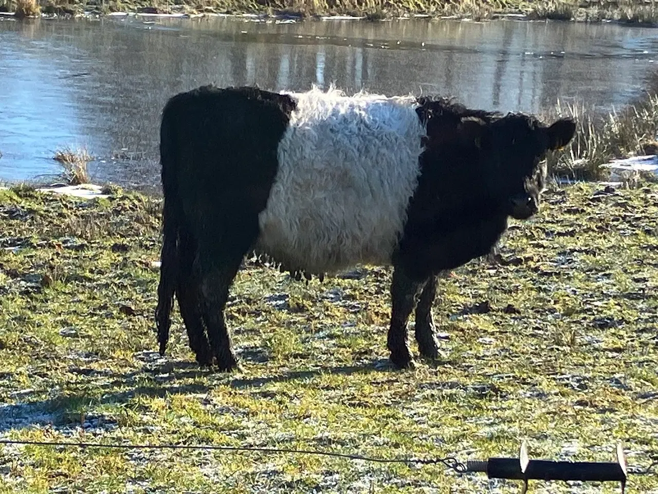 Billede 2 - Galloway ko 2 år og tyrkalve