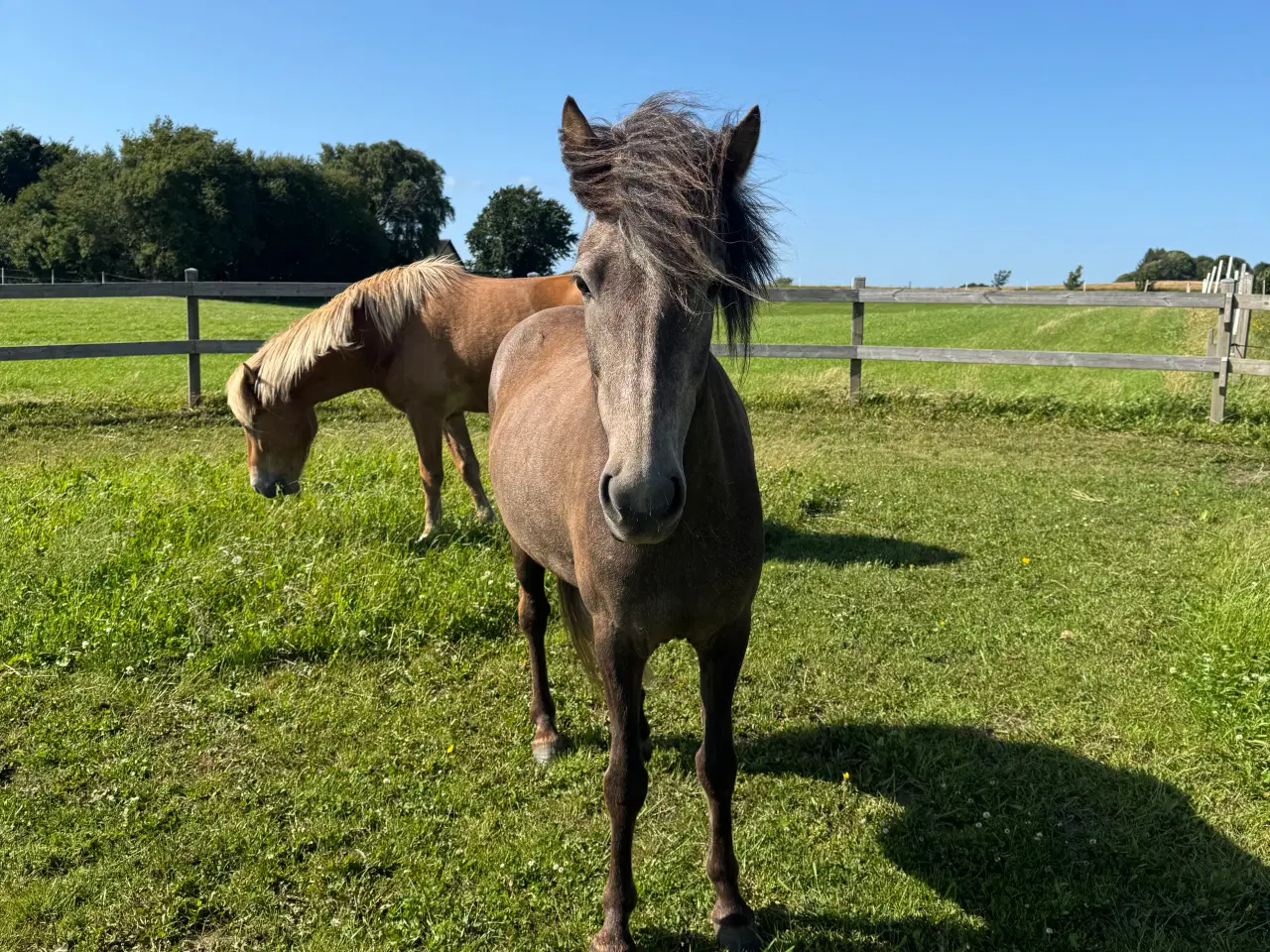 Billede 5 - Lækker 4 års islænder hoppe