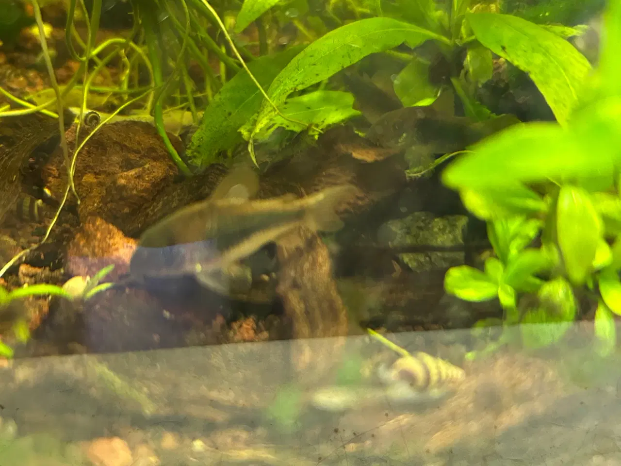 Billede 5 - 🐟 Kobber pansermaller 3-4 cm  | Afhent Viby J