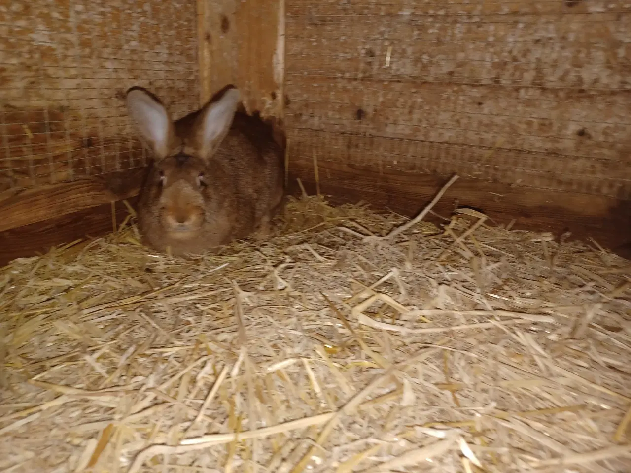 Billede 3 - New Zealand Red blandings hunner