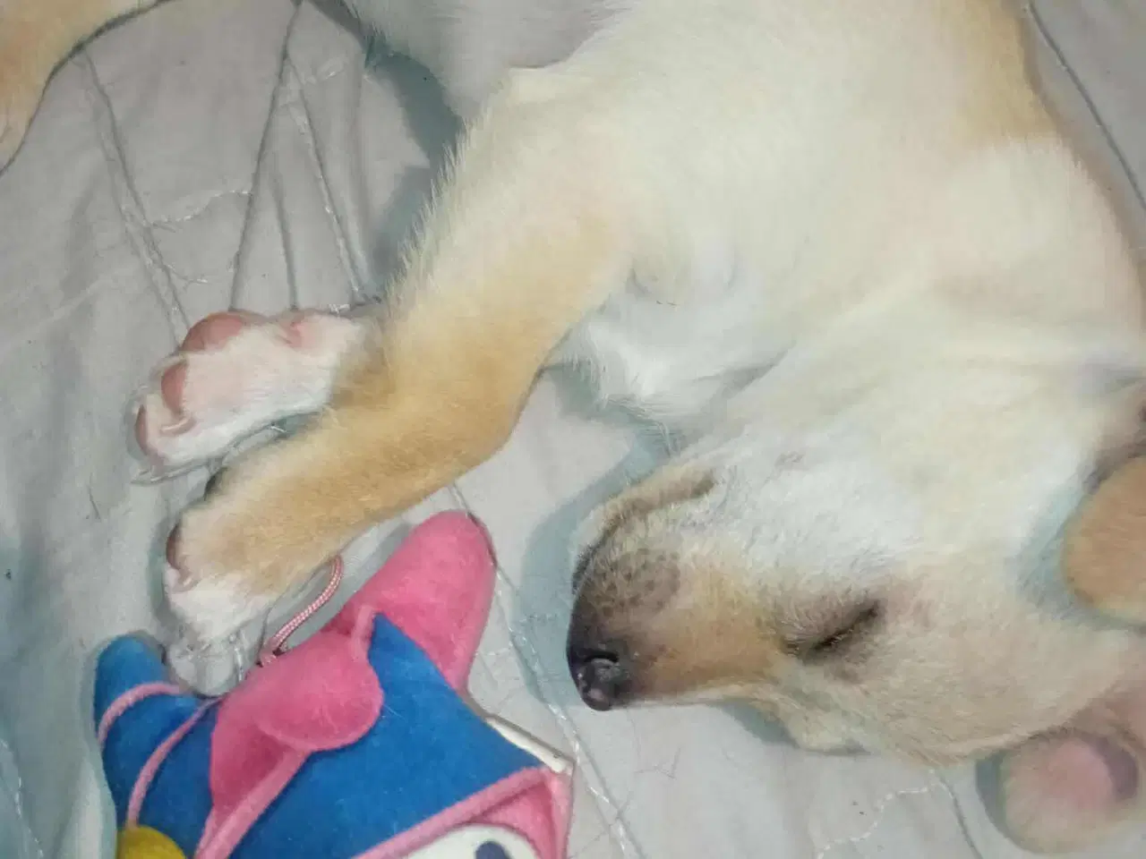 Billede 18 - Lille Mille 🩷