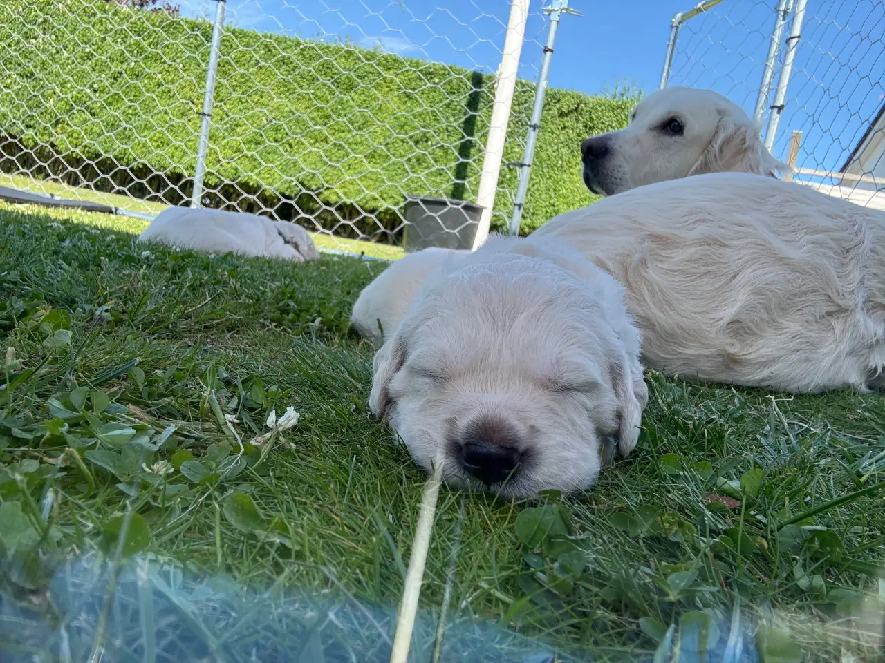 Billede 7 - Golden Retriever hvalpe 