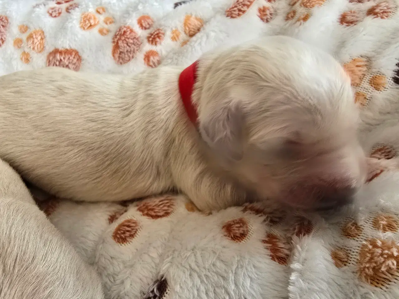 Billede 6 - Golden doodle hvalpe