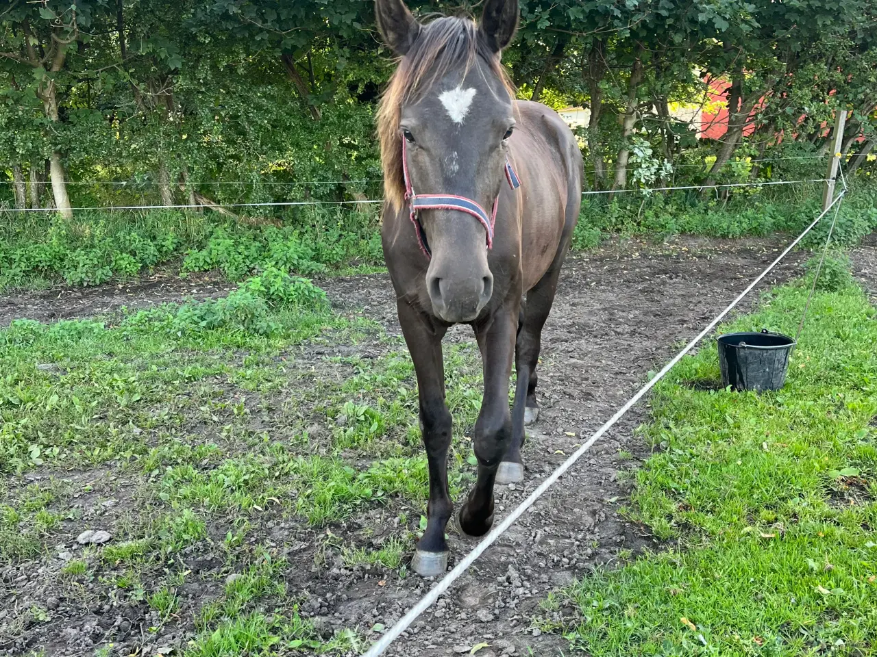 Billede 5 - Oldenborg blanding