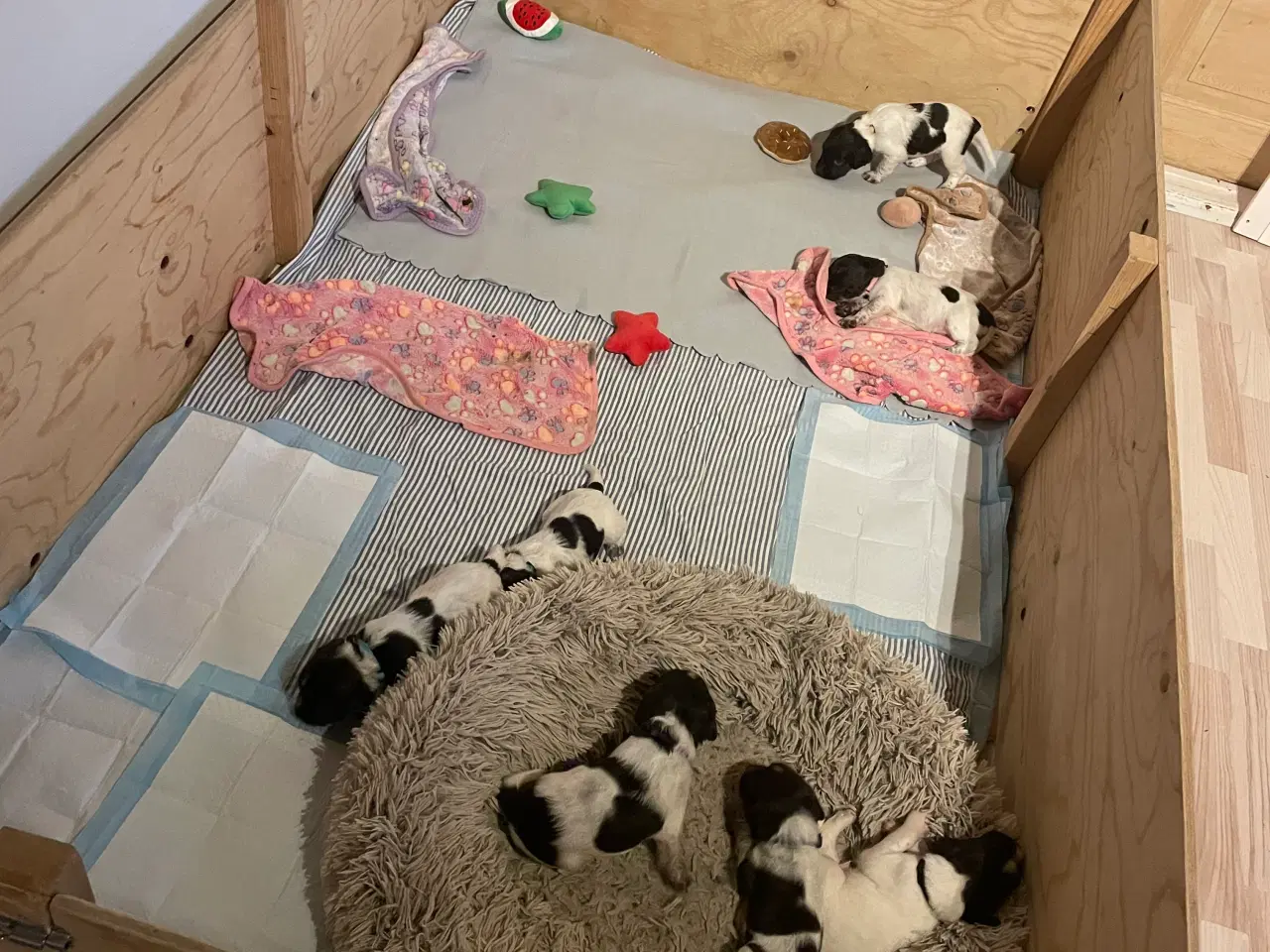 Billede 3 - Kleiner Münsterländer hvalpe