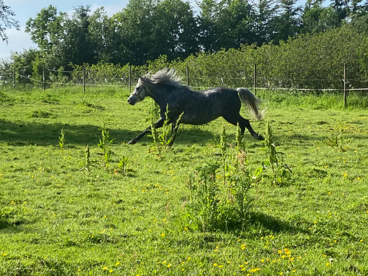 Billede 4 - Hest/Pony Modtages 