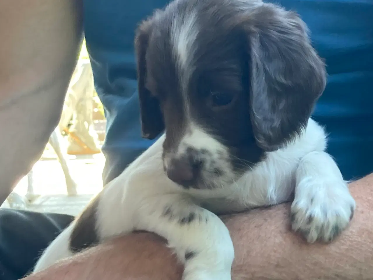 Billede 3 - Springer Spaniel🐶💙Klar til Nyt🏠Nu