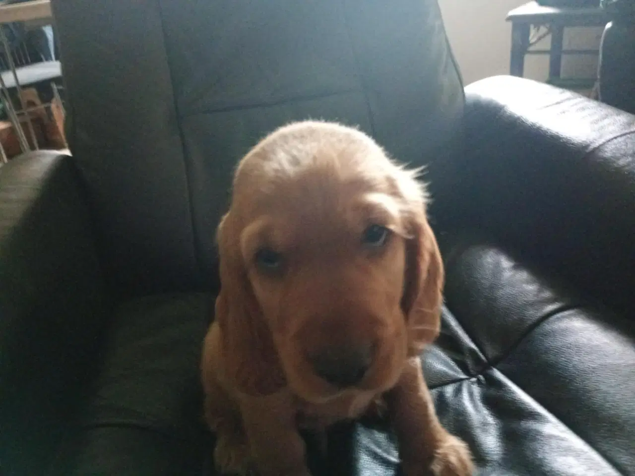 Billede 2 - Cocker spaniel hvalp