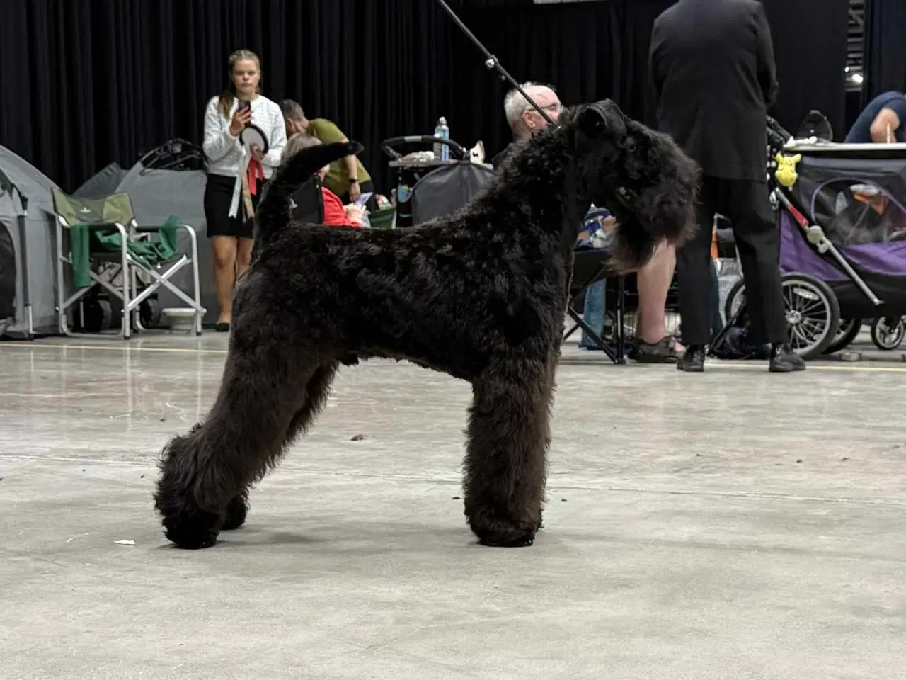 Billede 1 - Kerry Blue Terrier 