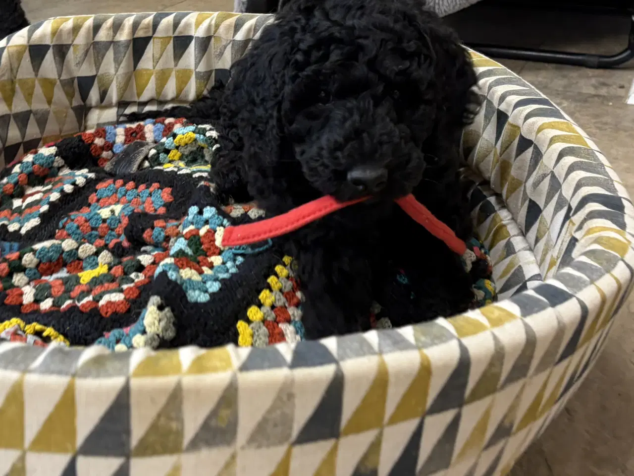 Billede 19 - Ægte mellem/stor puddel drenge må rejse nu !