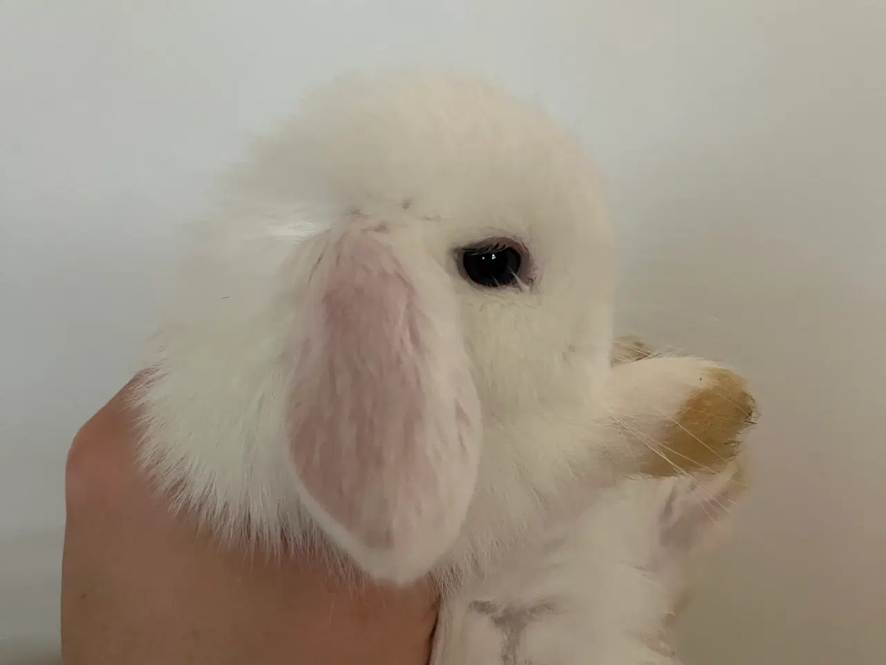 Billede 11 - 5 minilop unger på 8 uger