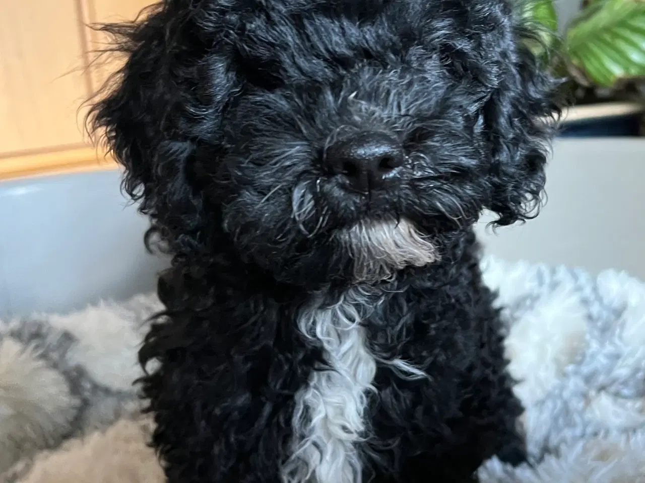 Billede 2 - Cavapoo hvalpe