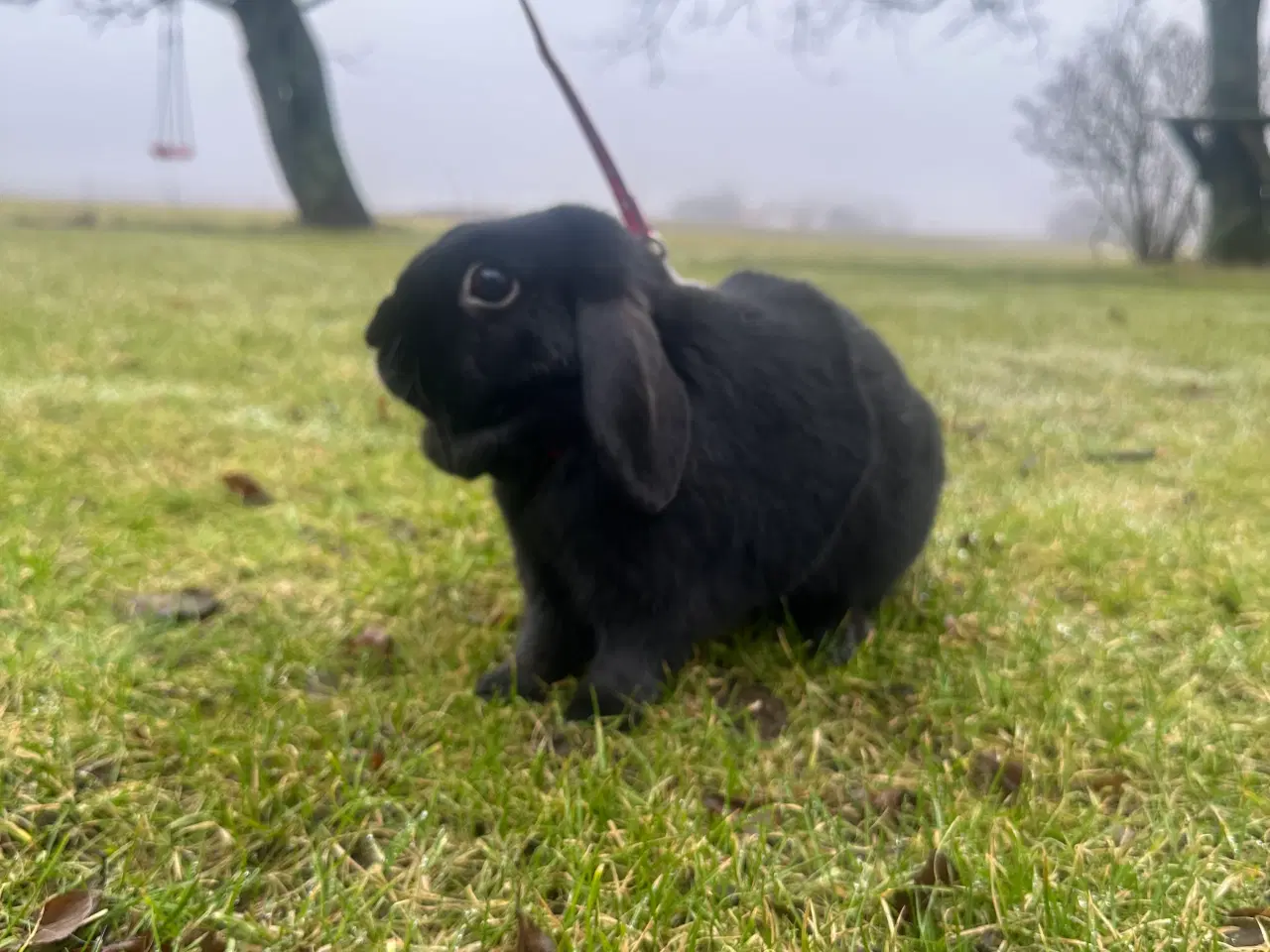 Billede 1 - 2 kaniner gives væk “GRATIS”