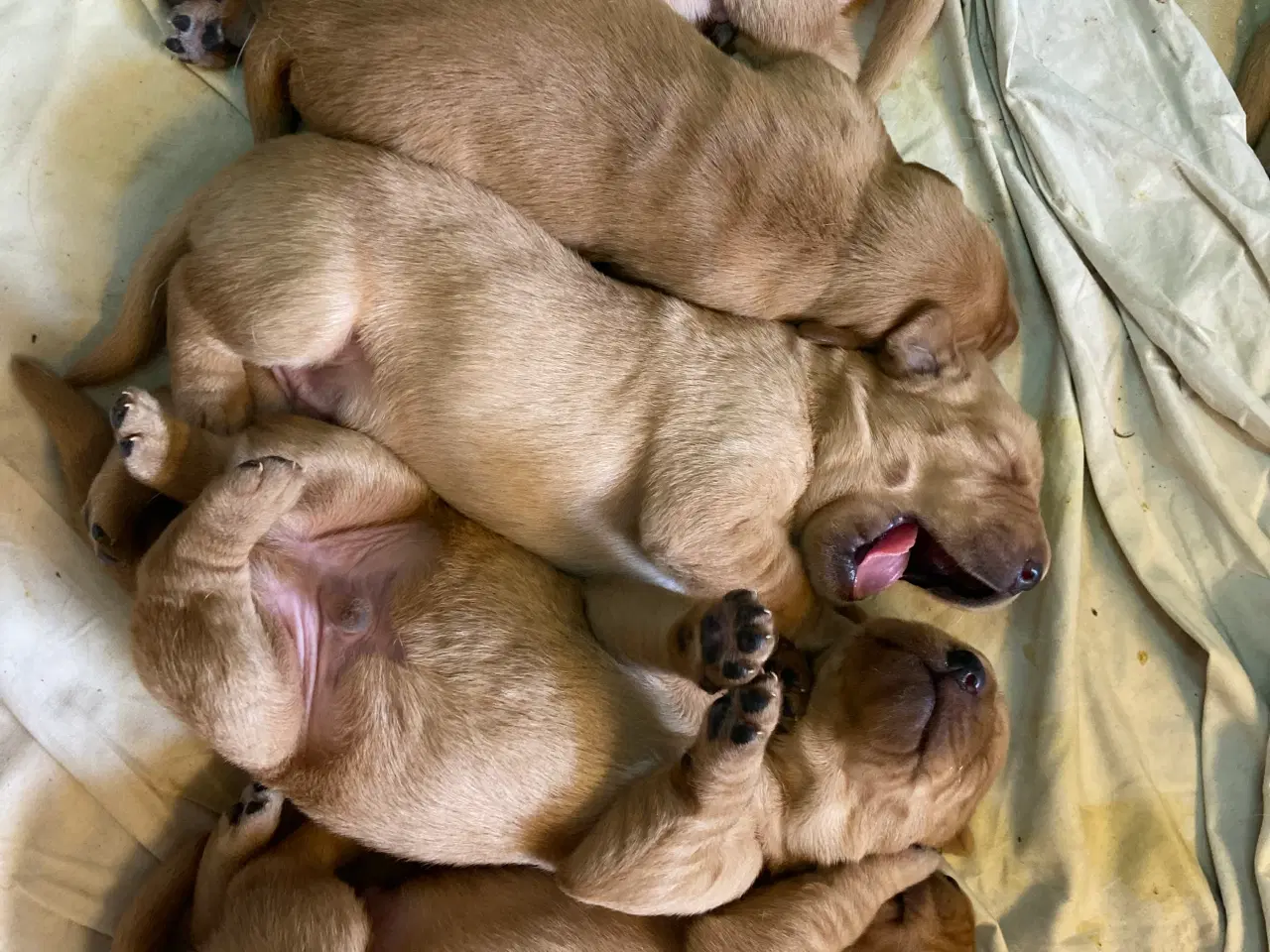 Billede 10 - Red Fox Labradorhvalpe