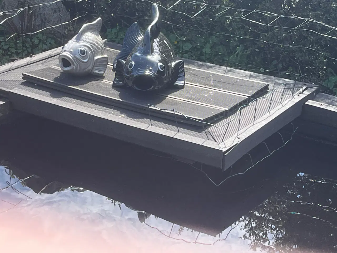 Billede 8 - Japanske koi karper 