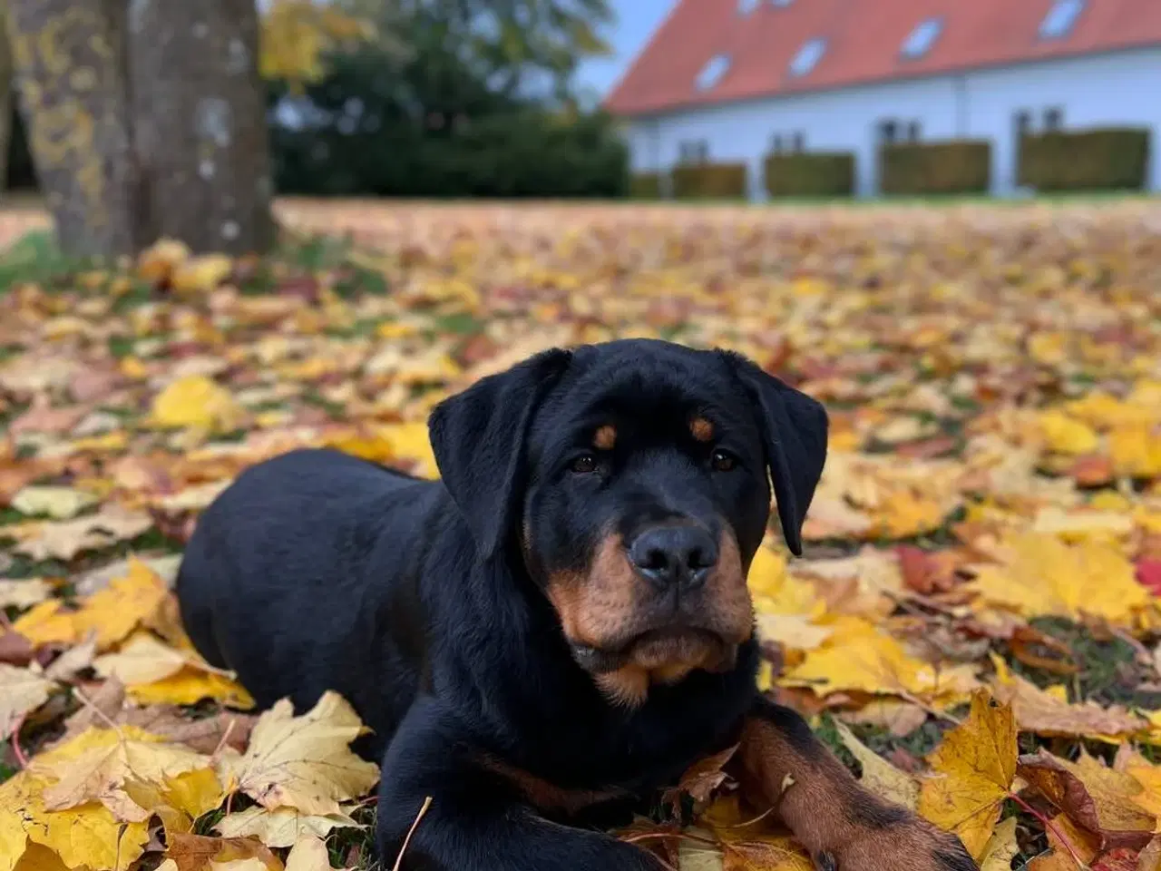 Billede 6 - Rottweiler hvalpe 