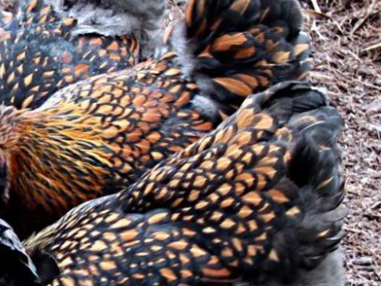 Billede 5 - Wyandotter str xl 