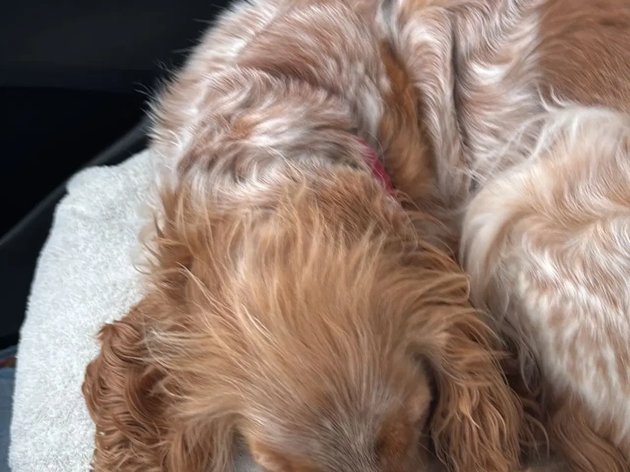 Billede 11 - Hvalpe på vej 