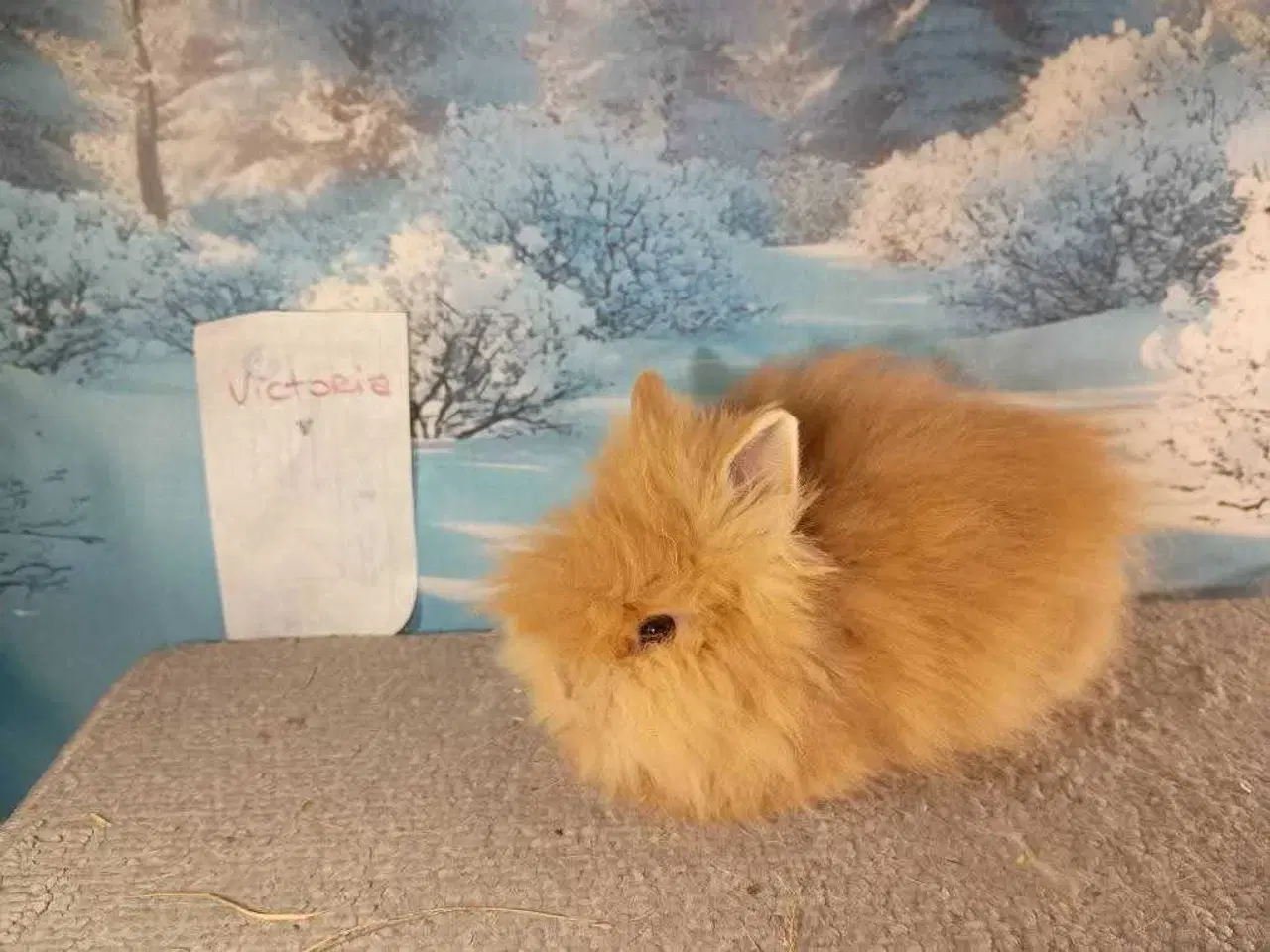 Billede 1 - Ren Racet Teddy Pige (dværg angora kanin