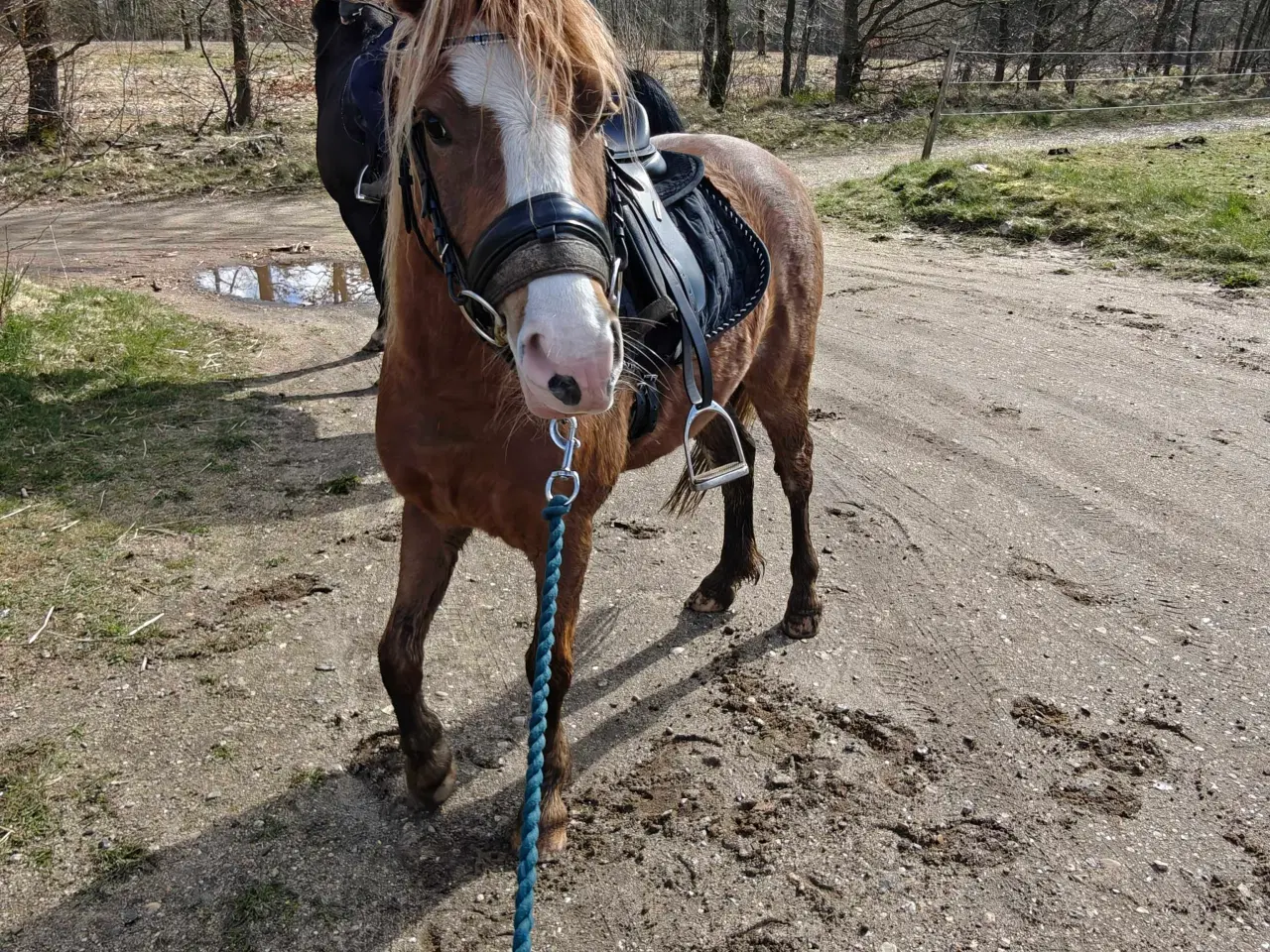 Billede 7 - Welsh pony vallak
